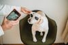 Pet Fever