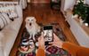 Pet Angels
