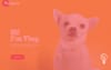 Pedigree Adoptable