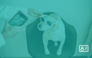 Pet Fever