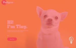 Pedigree Adoptable