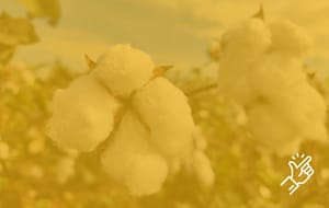 Trecotton
