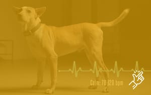 Fortuna Indonesia, Hope for Strays